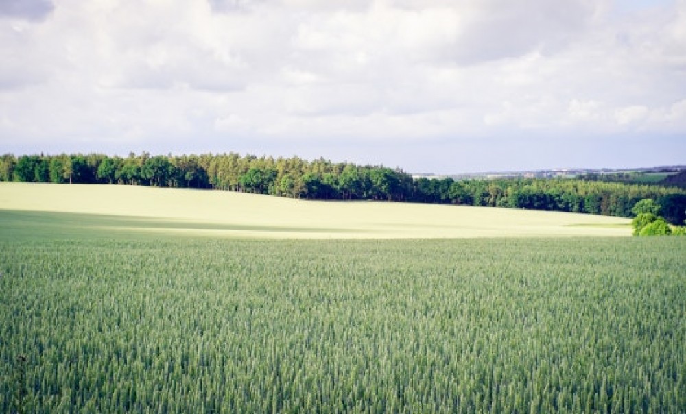Foto eines Getreidefeldes mit Wald im Hintergrund